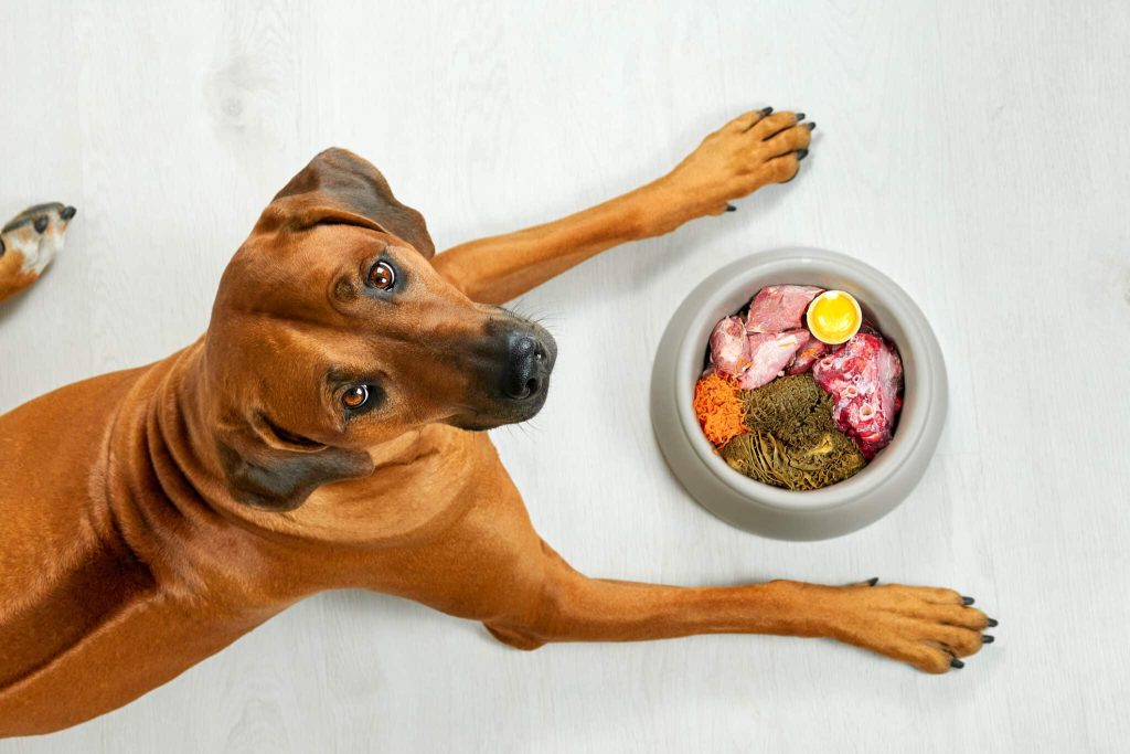 Quelle alimentation choisir pour un chien sportif ?